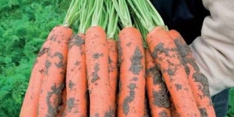 Šargarepa baltimore f1